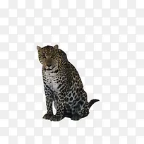 非洲豹野生动物-空若网 非洲豹野生动物-空若网