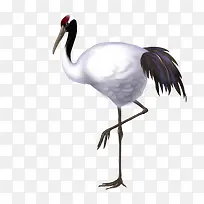 丹顶鹤-空若网 丹顶鹤-空若网