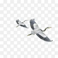 鹤-空若网 鹤-空若网