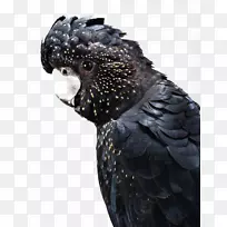 �Ĵ���������-������