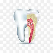 手绘白色牙齿内部-空若网 手绘白色牙齿内部-空若网