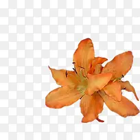 橙色百合花-空若网 橙色百合花-空若网