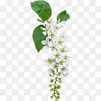 卡通花卉标签-空若网 卡通花卉标签-空若网