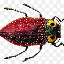 花姑娘昆虫-空若网 花姑娘昆虫-空若网