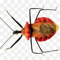 ¶à×ãÀ¥³æ-¿ÕÈôÍø ¶à×ãÀ¥³æ-¿ÕÈôÍø