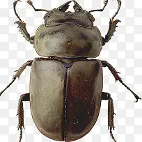 甲虫鸡屎虫-空若网 甲虫鸡屎虫-空若网