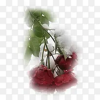 植物花卉素材花草背景素材-空若网 植物花卉素材花草背景素材-空若网