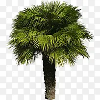 ���ܱ����ز�ֲ�ﻨ���ز�-������