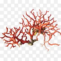 橙色海草-空若网 橙色海草-空若网