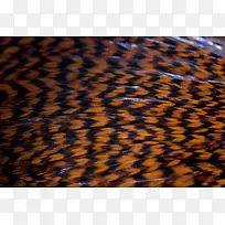 ��ë���ʱ���-������