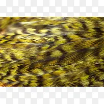 羽毛纹理背景-空若网 羽毛纹理背景-空若网