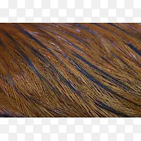 鸟类羽毛背景-空若网 鸟类羽毛背景-空若网