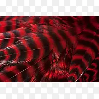 红色羽毛背景-空若网 红色羽毛背景-空若网