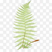 绿色马尾草-空若网 绿色马尾草-空若网