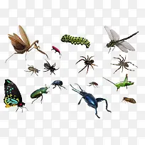 蜘蛛和虫子-空若网 蜘蛛和虫子-空若网