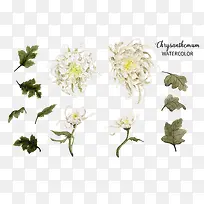 手绘菊花花朵-空若网 手绘菊花花朵-空若网