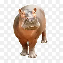 野生动物-空若网 野生动物-空若网