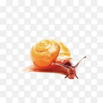 黄色蜗牛-空若网 黄色蜗牛-空若网