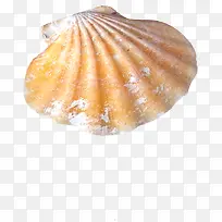 创意合成摄影黄色的贝壳-空若网 创意合成摄影黄色的贝壳-空若网