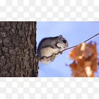 ��֦�ϵ����󺣱�����-������