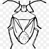 棕色马氏体臭虫昆虫画夹艺术.昆虫-空若网 棕色马氏体臭虫昆虫画夹艺术.昆虫-空若网