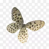 蝴蝶昆虫蛾传粉者无脊椎动物水彩蝶-空若网 蝴蝶昆虫蛾传粉者无脊椎动物水彩蝶-空若网