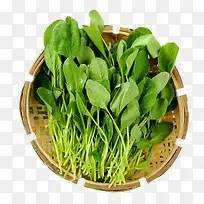 ÐÂÏʼ¦Ã«²Ë-¿ÕÈôÍø ÐÂÏʼ¦Ã«²Ë-¿ÕÈôÍø