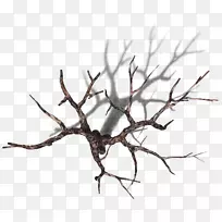 Ê÷Ö¦£¬Ö²ÎïÊ÷¸É-Ê÷ÉÒ-¿ÕÈôÍø Ê÷Ö¦£¬Ö²ÎïÊ÷¸É-Ê÷ÉÒ-¿ÕÈôÍø