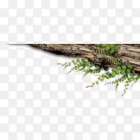 古树上的新叶-空若网 古树上的新叶-空若网