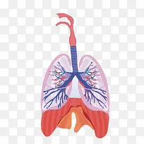 矢量肺部-空若网 矢量肺部-空若网