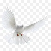 白色鸽子展翅-空若网 白色鸽子展翅-空若网