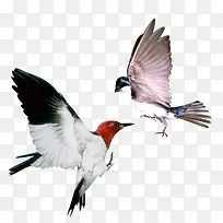 展翅高飞-空若网 展翅高飞-空若网