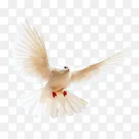 展翅飞的白鸽-空若网 展翅飞的白鸽-空若网