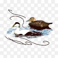 鸭子-空若网 鸭子-空若网