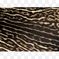 动物皮毛花纹背景-空若网 动物皮毛花纹背景-空若网