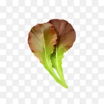 ��Ҷ-������