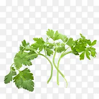 蔬菜简图-空若网 蔬菜简图-空若网