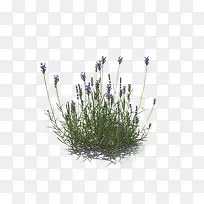 ����һƬ��޹�²�-������