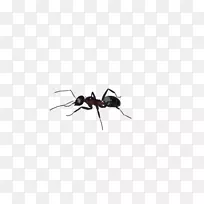 黑花园蚂蚁昆虫Tupolev蚂蚁-2-蚂蚁-空若网 黑花园蚂蚁昆虫Tupolev蚂蚁-2-蚂蚁-空若网