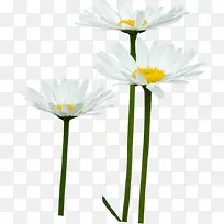 白色校园美景小花-空若网 白色校园美景小花-空若网