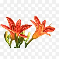 橙色萱草-空若网 橙色萱草-空若网