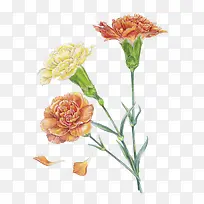 黄色和橙色康乃馨插画-空若网 黄色和橙色康乃馨插画-空若网