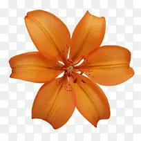 橙色百合花-空若网 橙色百合花-空若网