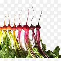 食物色谱-空若网 食物色谱-空若网