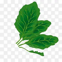 矢量萝卜叶子-空若网 矢量萝卜叶子-空若网