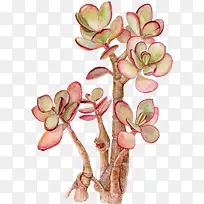 矢量多肉植物-空若网 矢量多肉植物-空若网