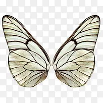白色蝴蝶翅膀-空若网 白色蝴蝶翅膀-空若网