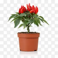 ���ʵĺ�����-������