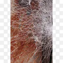 Ö©ÖëÍø±³¾°-¿ÕÈôÍø Ö©ÖëÍø±³¾°-¿ÕÈôÍø