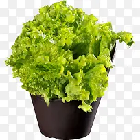 新鲜生菜-空若网 新鲜生菜-空若网